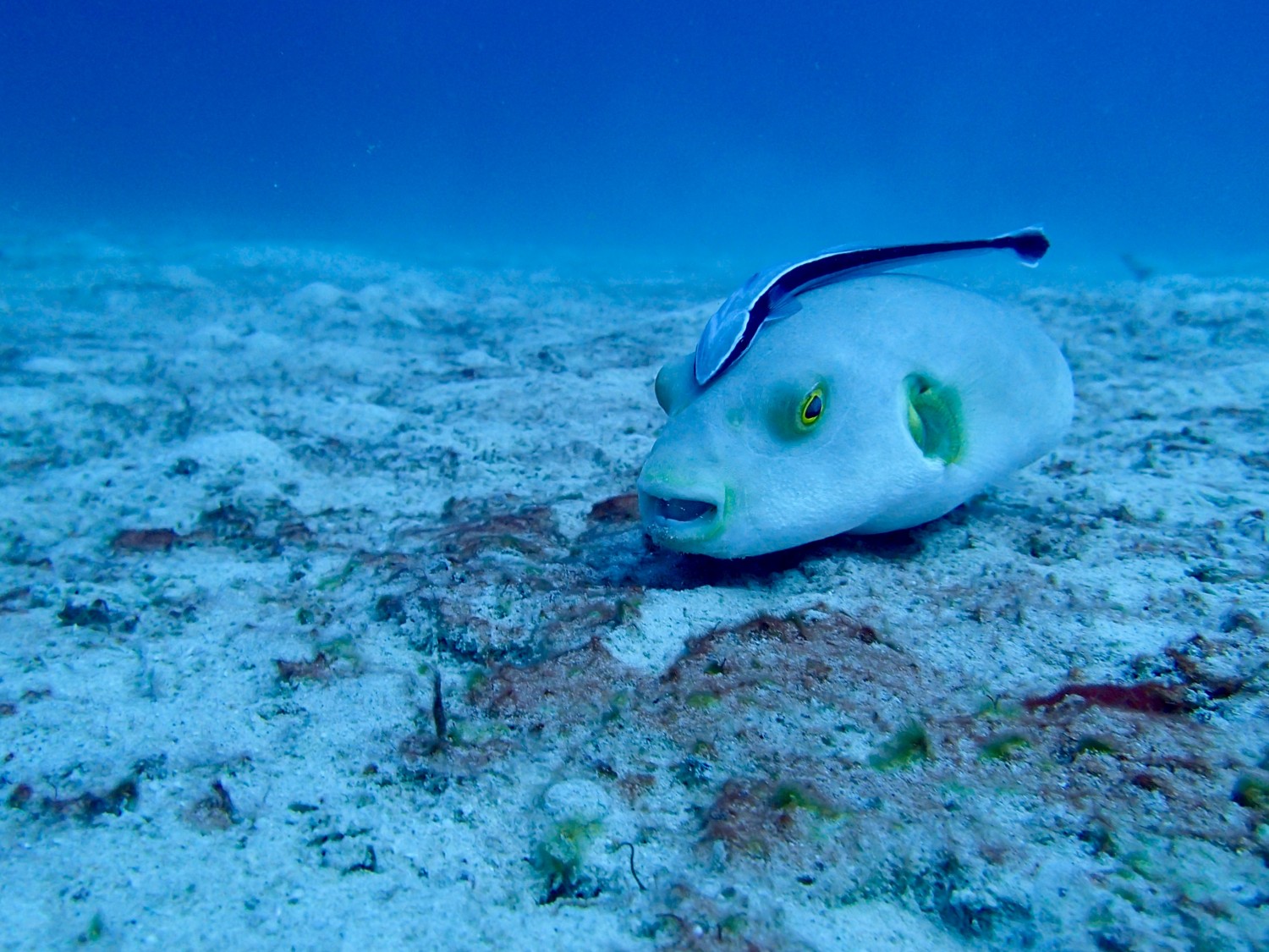 Immaculate pufferfish - der lige får sig en tur af rensefisken:) 