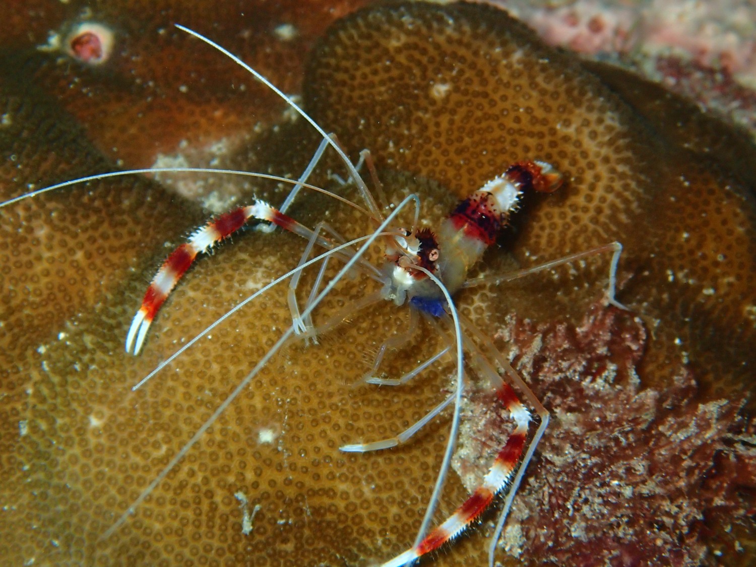 Stor og flot cleaner shrimp