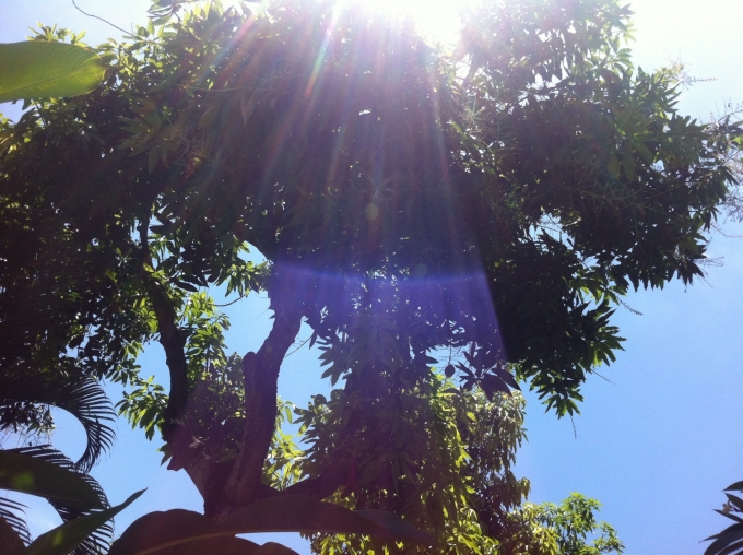 Mangotræ på Bali november 2013