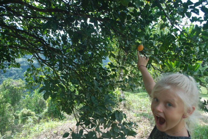 Glæden ved de små ting, som at opdage et mandarintræ
