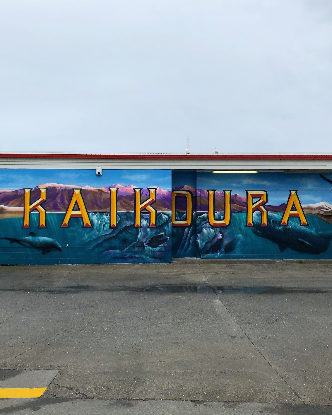 kaikoura new zealand rejse hvaler delfiner urbannotes.dk vægmaleri