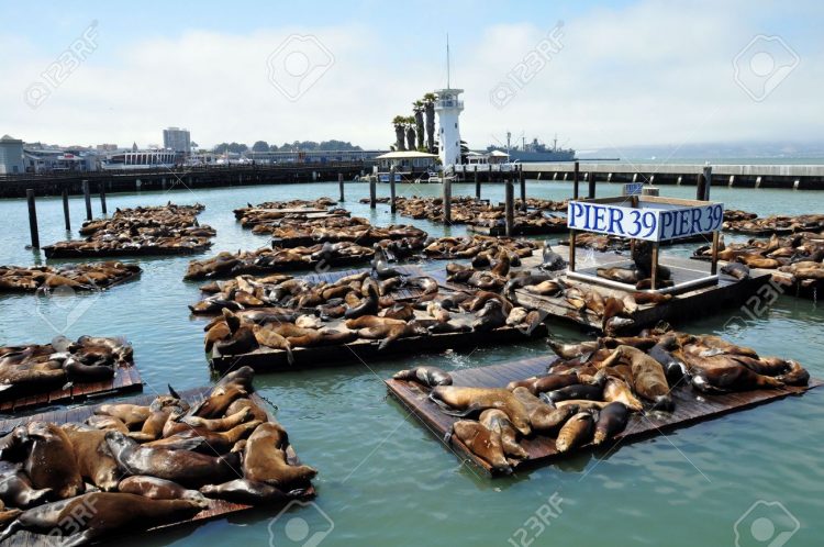 5411127-pier-at-the-marina-at-fisherman-s-wharf-in-san-francisco-california