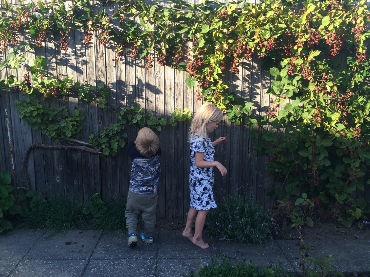 Børnene plukker brombær