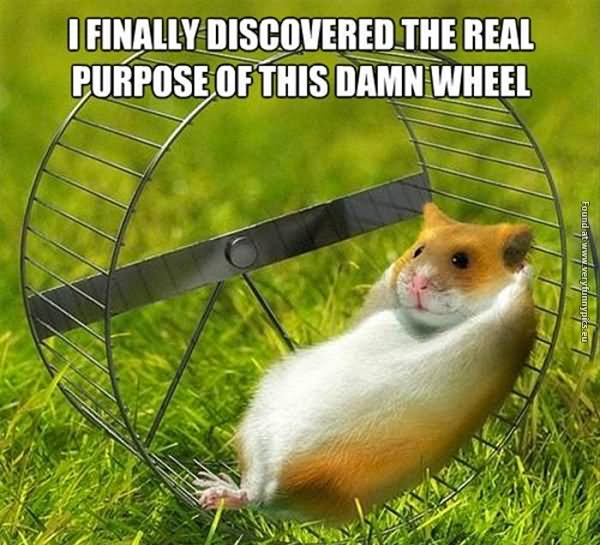 funny-hamster-meme-i-finally-discovered-the-real-purpose-of-this-damn-wheel-picture