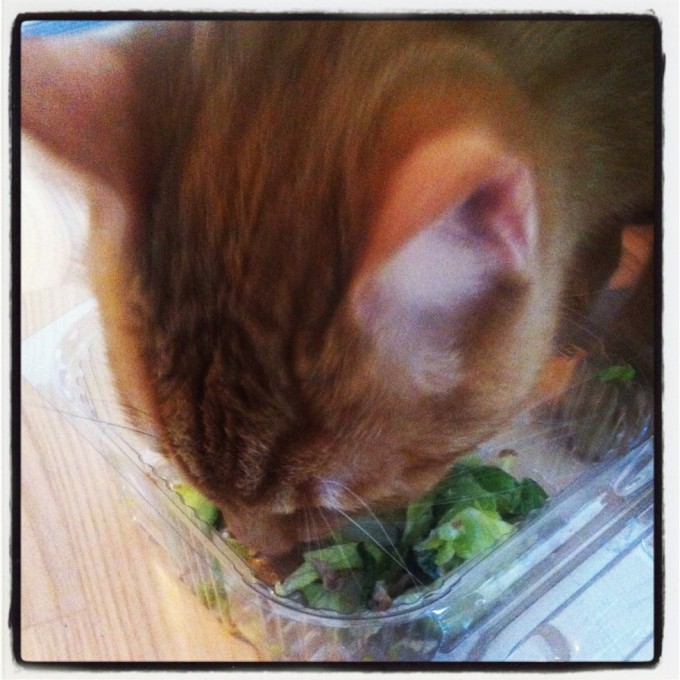 Vores kat Bjarne spiser også salat (med tun!)