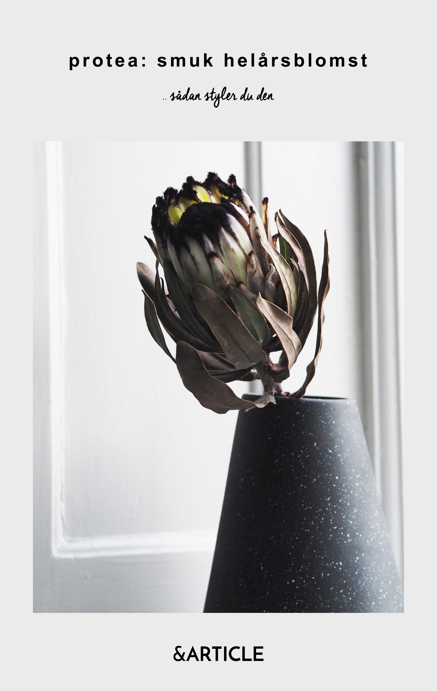 protea_styling