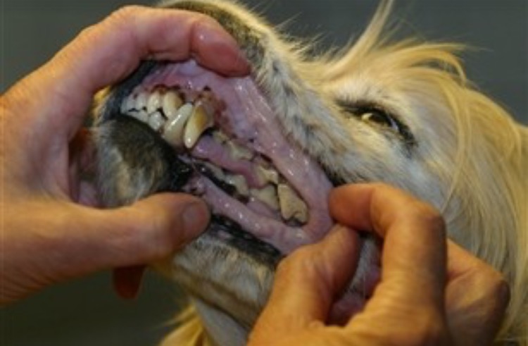 De tog 3 tænder Gode råd til hundens tandpleje 🐶 | Vores - Coton dé Tuléar og Bichon Havanais | Livet med kæledyr
