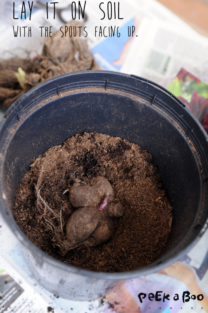 Grab a pot and some soil and lay the root on the soil.