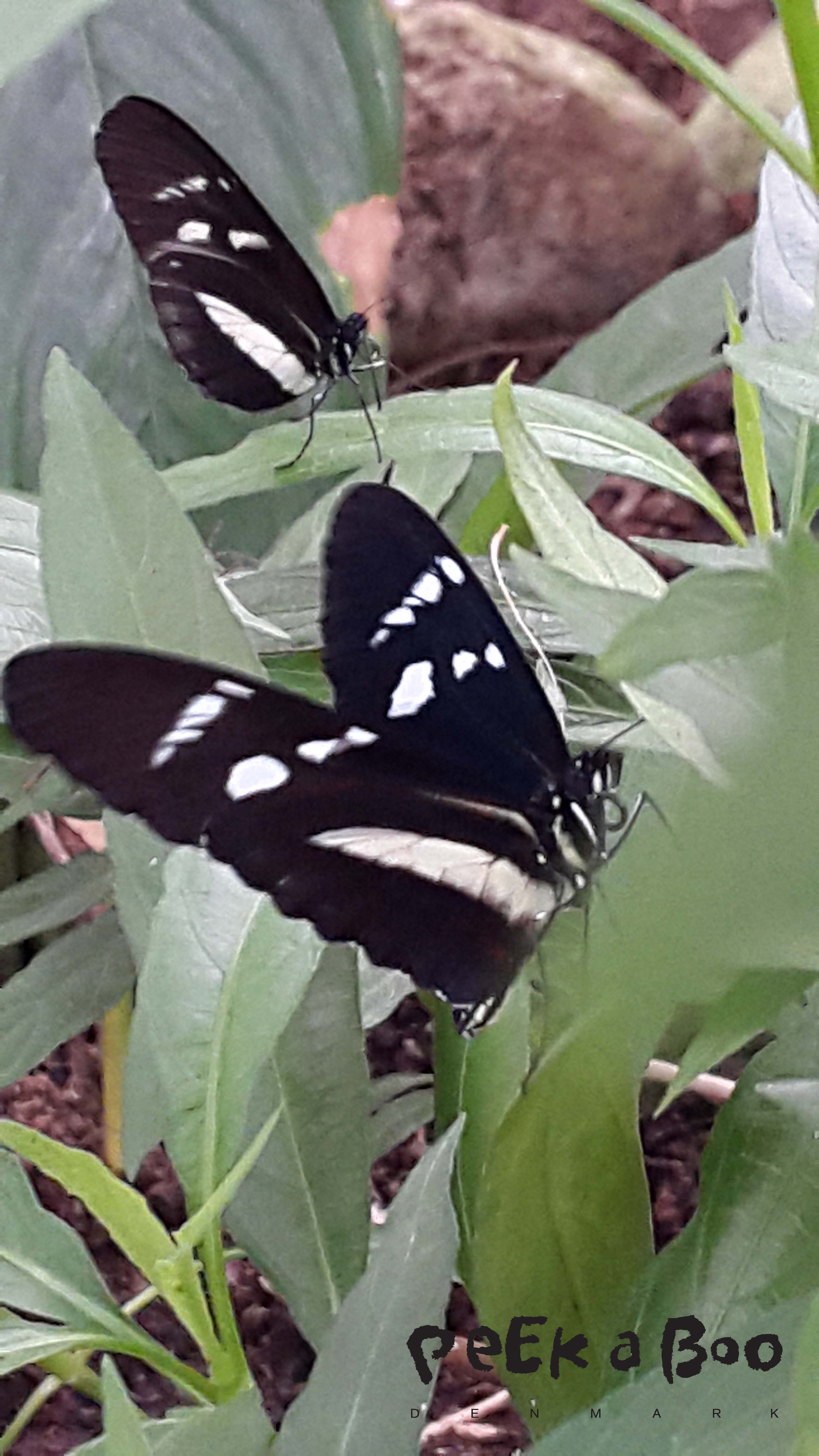 Butterflies in the Botanic Garden in Århus , Denmark