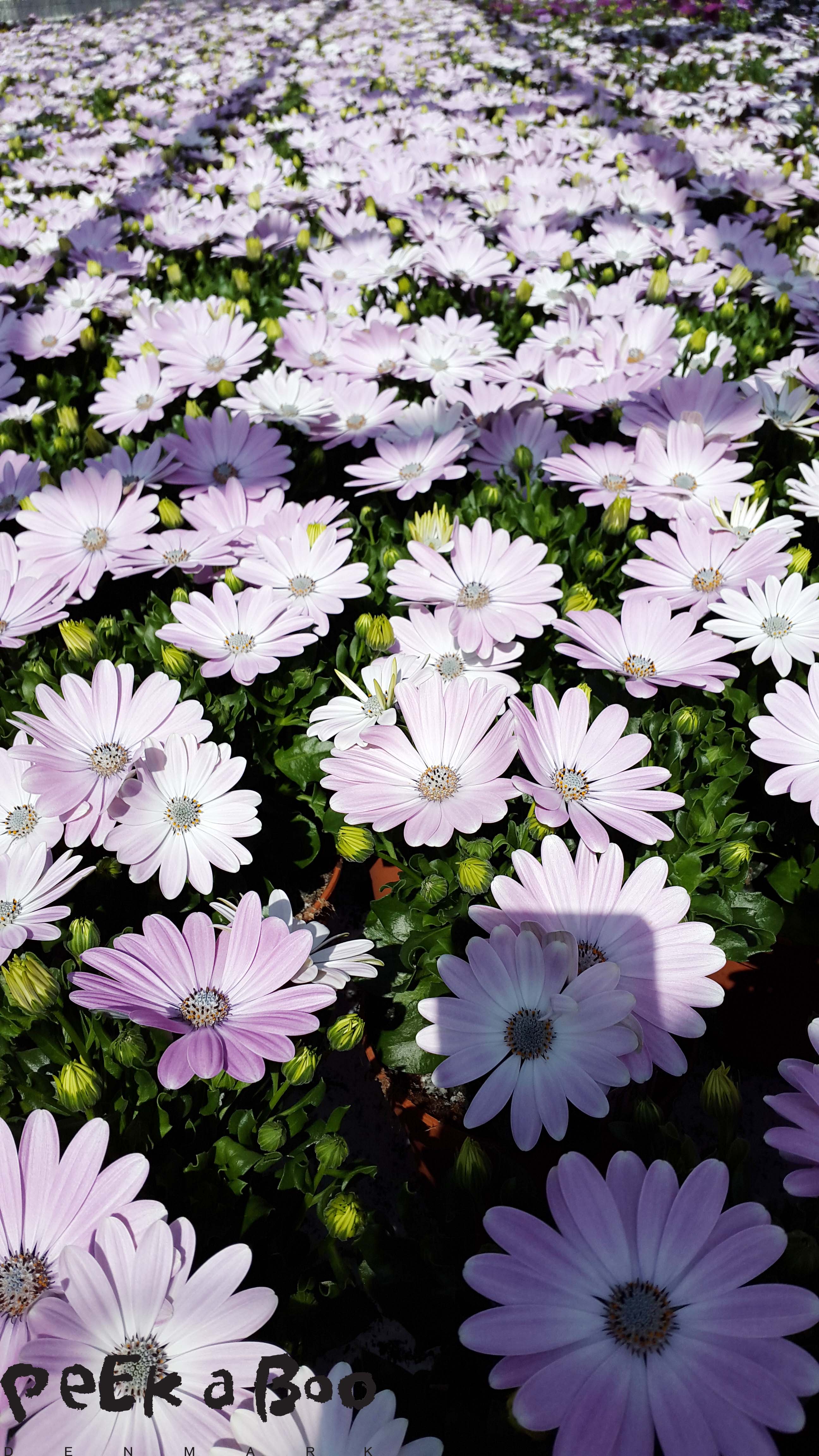 byGrowers most popular Osteospermum is this colour. Here a glimpse from the sustainable production in the greenhouse. 