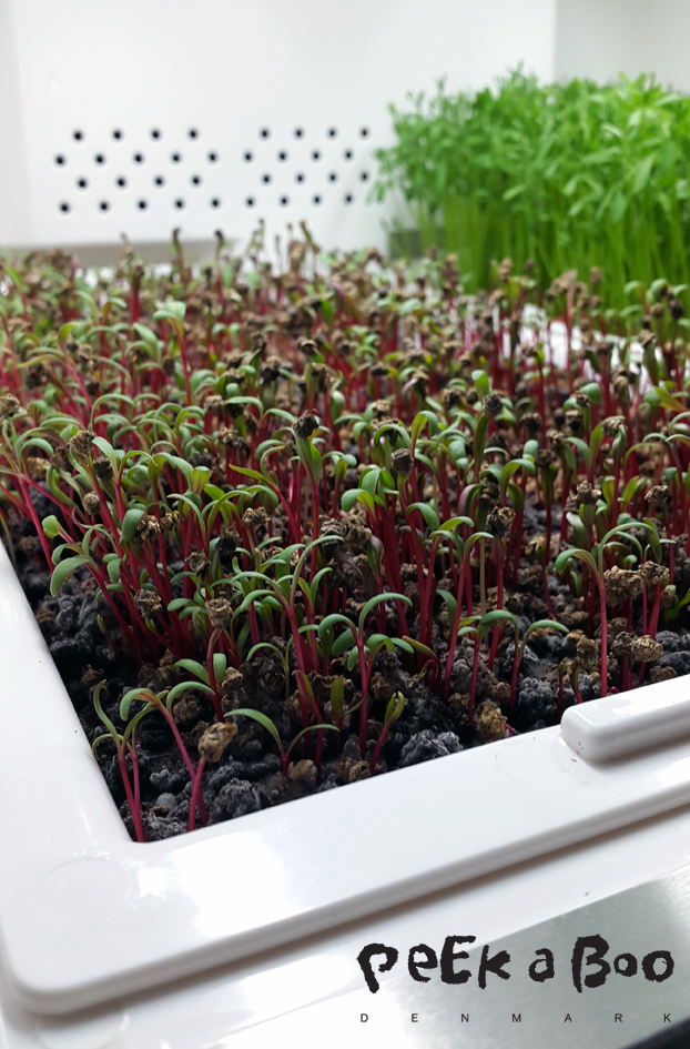 Urban Cultivator weeds fresh to top your dish.