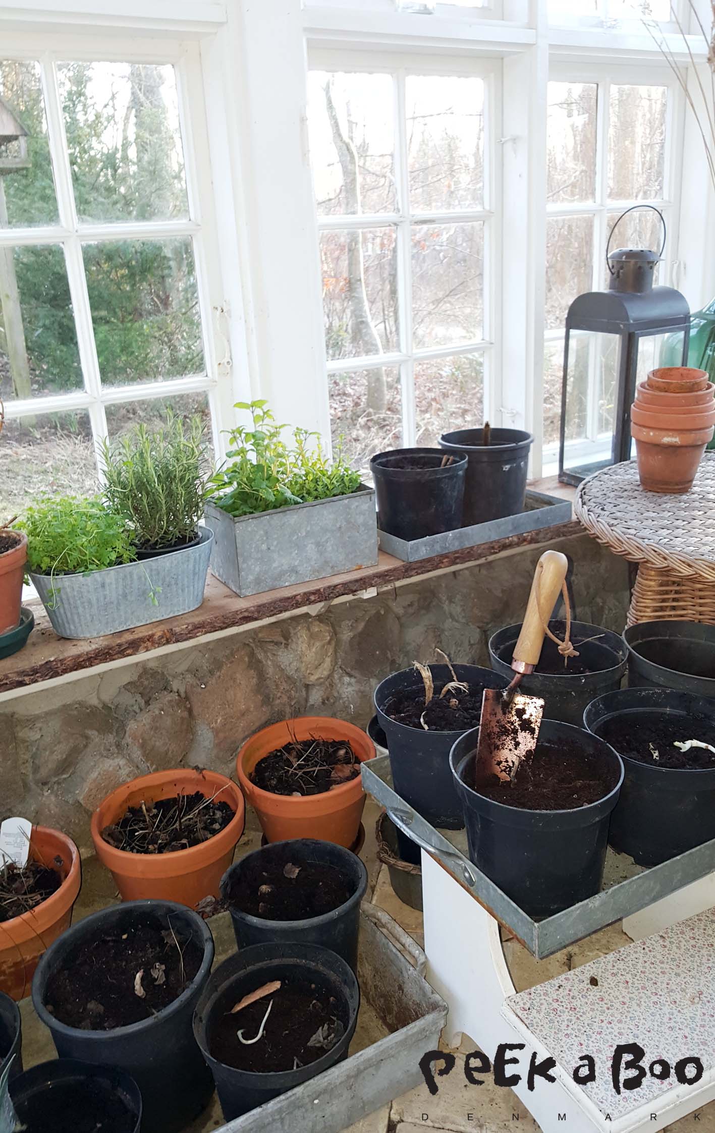 The greenhouse is now filled with pots. And my patience now has to come to a test...