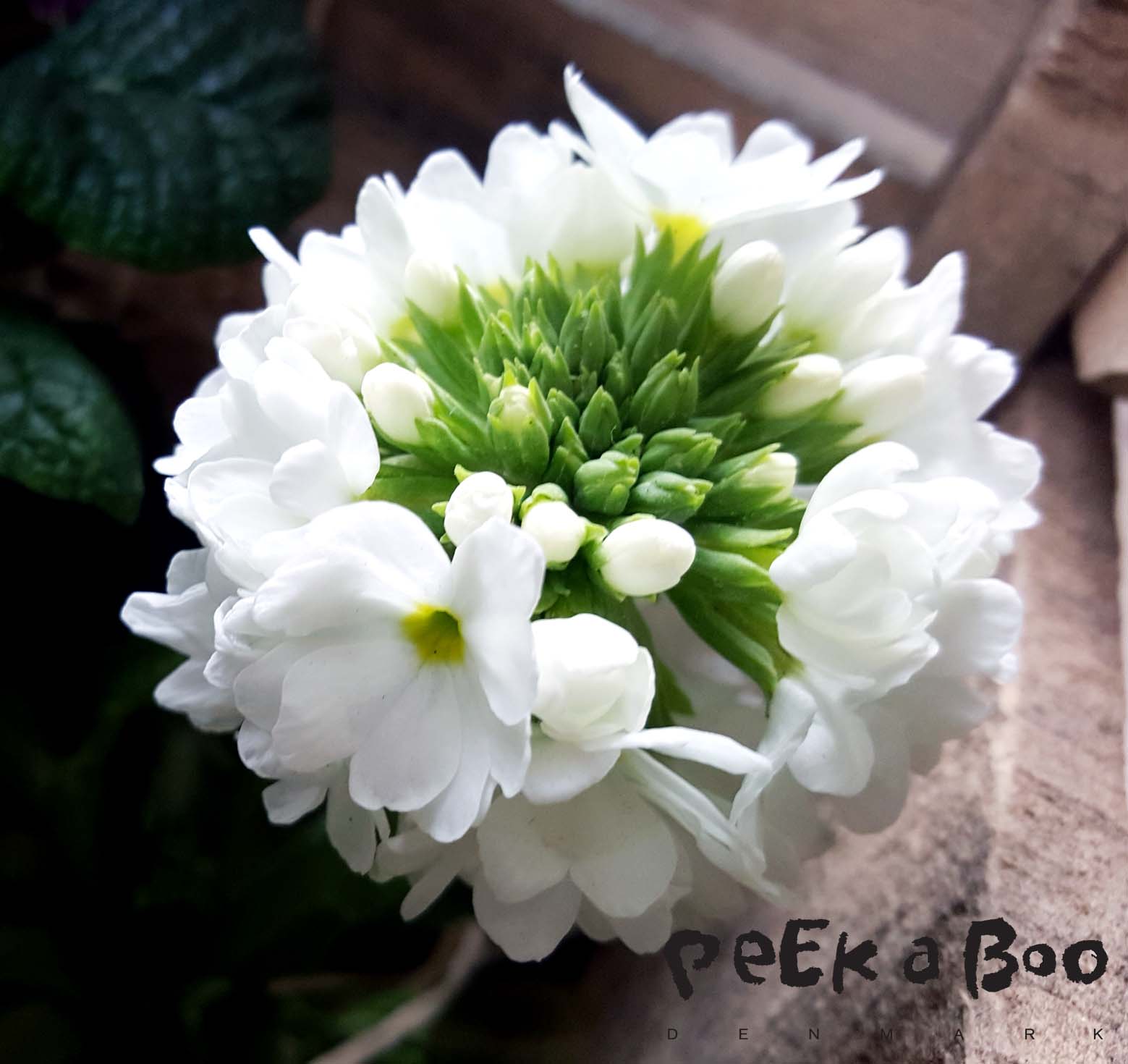 Kugle primula (primula denticulata) er simpelthen så fin...der er ikke noget som sådan en kugle fyldt af små fine blomster.