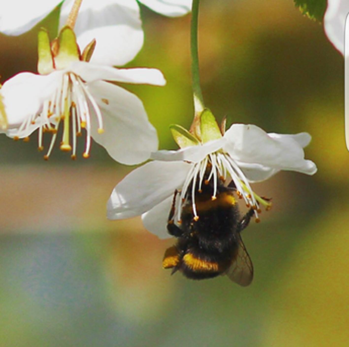 Bumble bee in flower photo taken by @gashuset.