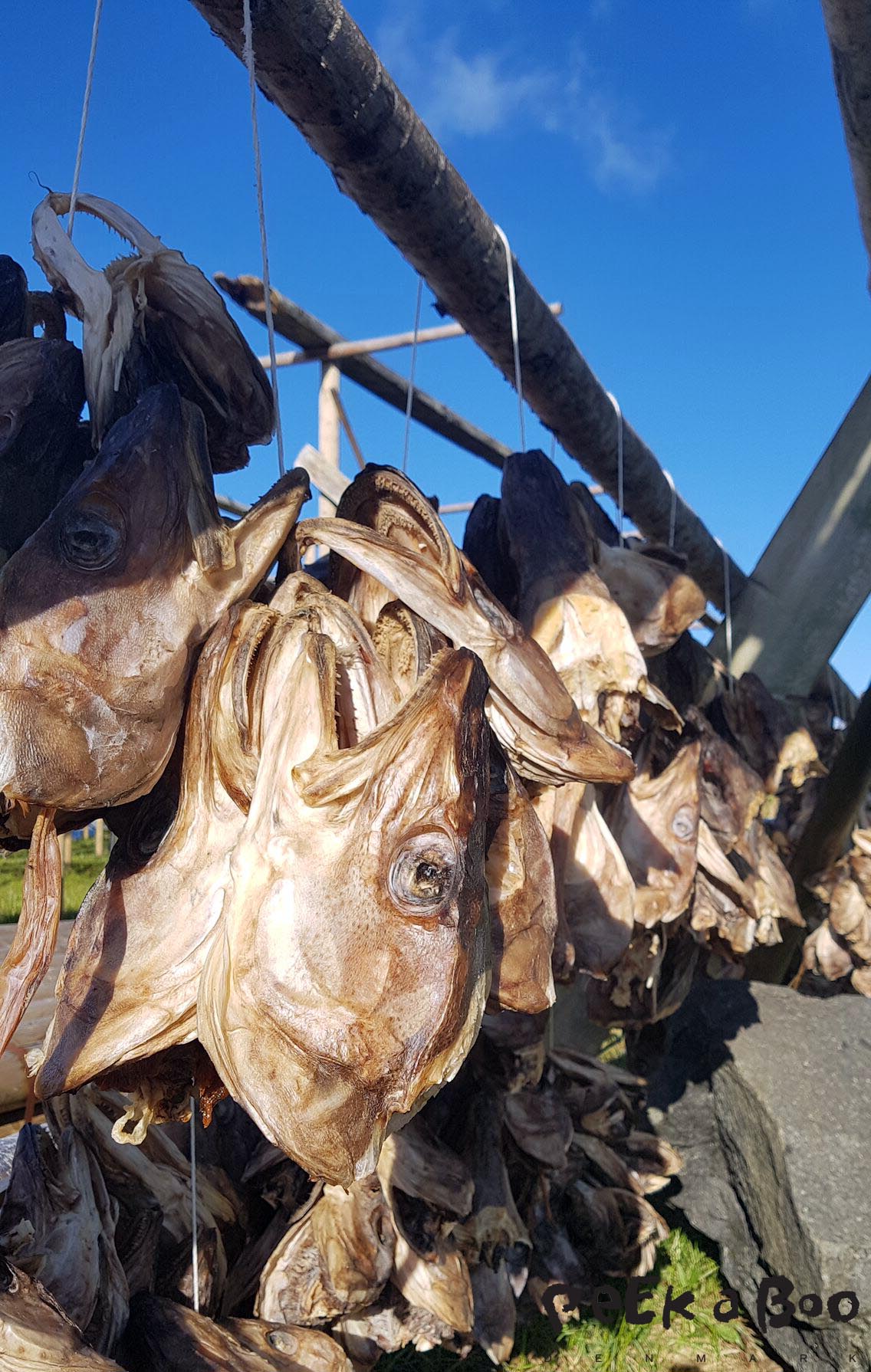the cod fishheads hanging to dry in the fresh air of Henningsvær, Lofoten, Norway