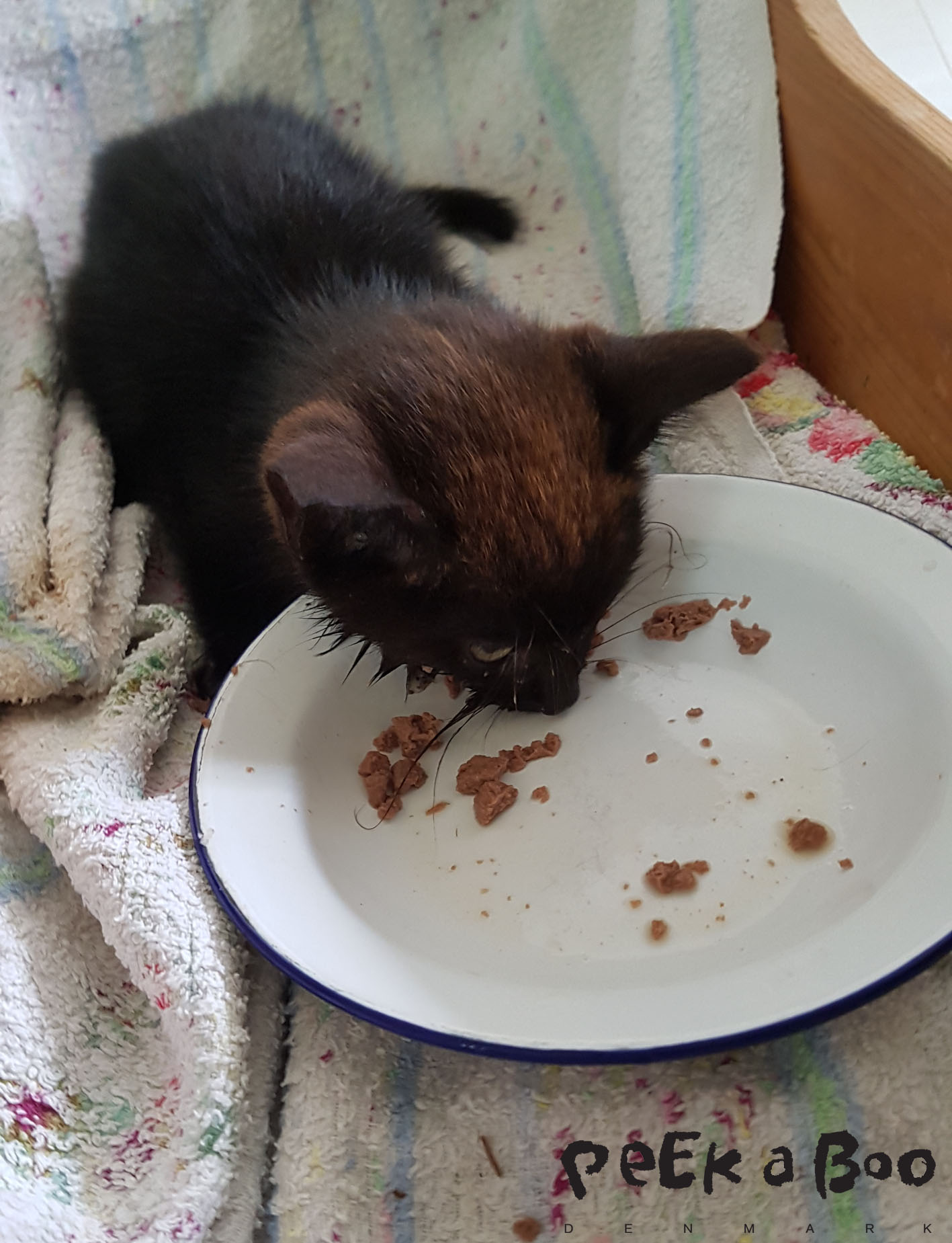 we feed the kitten and it ate as much as it could.
