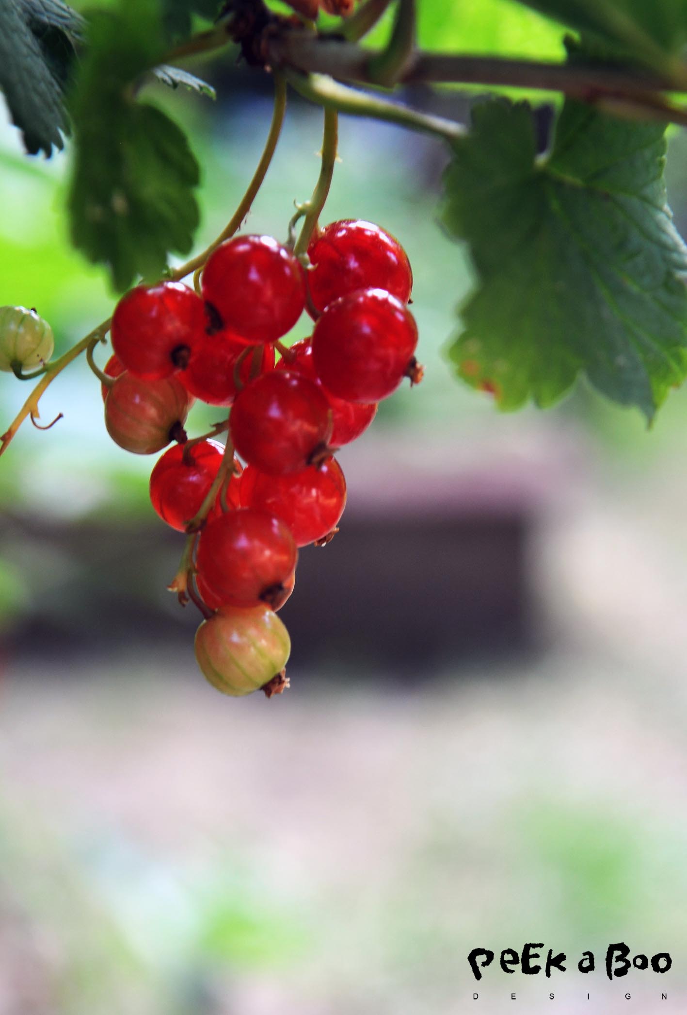 Lovely red currant berries, ready to be picked.
