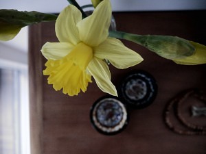 påskeliljer blomster i hjemmet