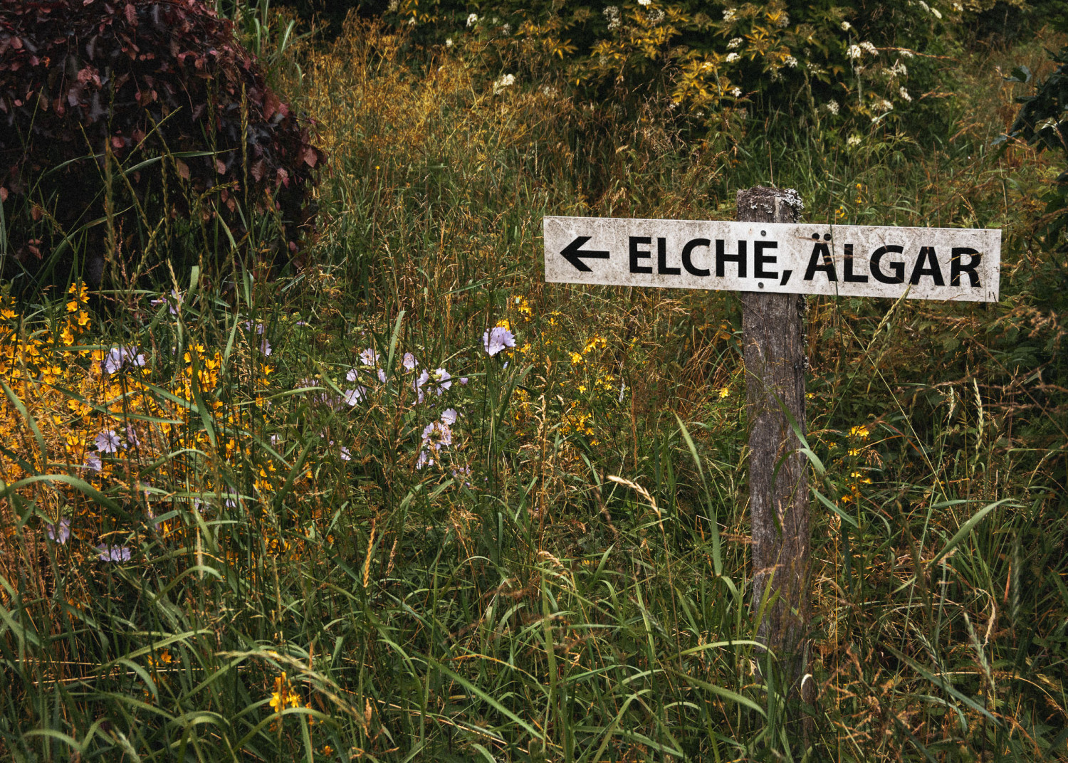 sign, skilt, elge, Elche, älgar, elgriket, Sweden