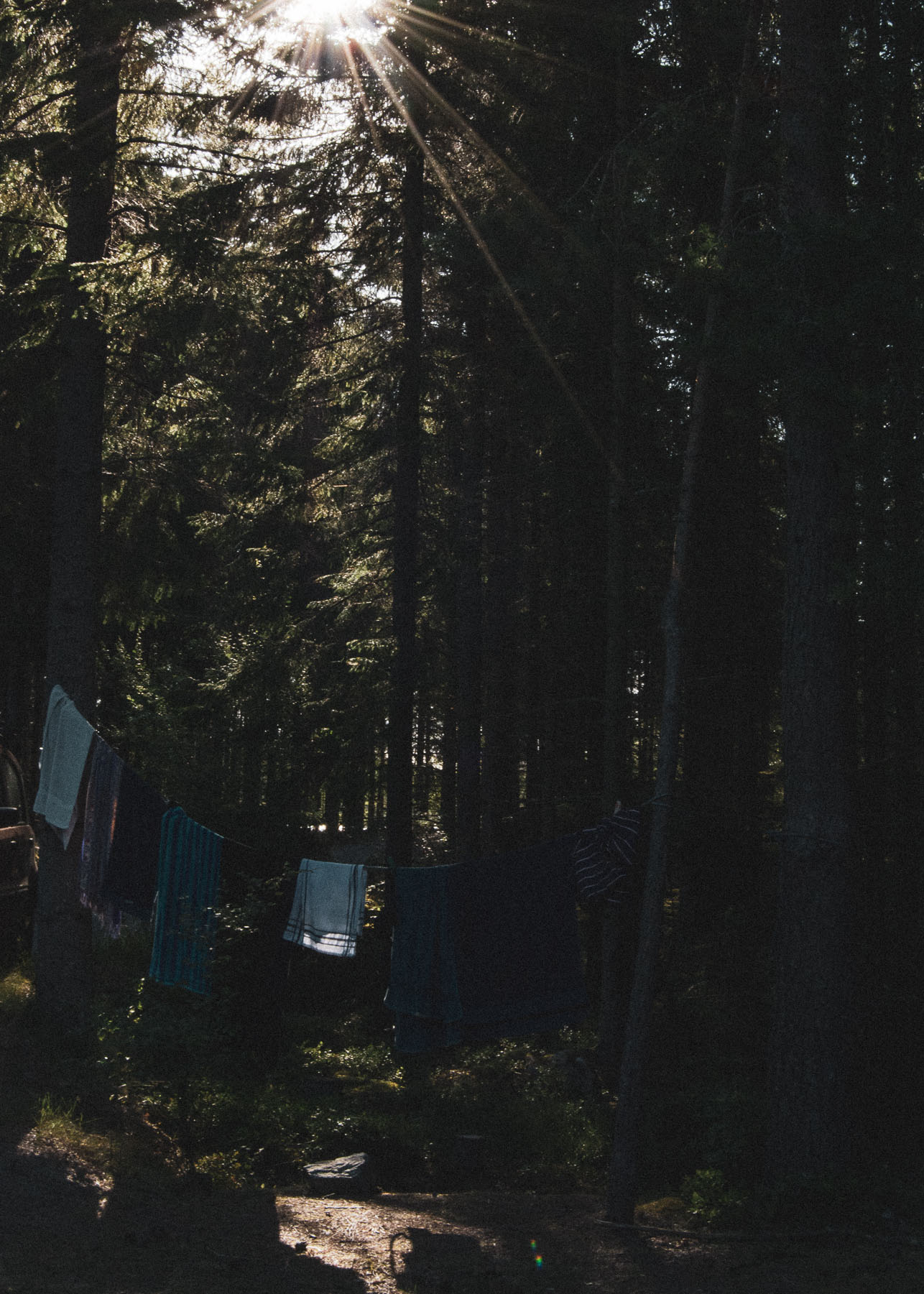 laundry, sun, forrest, vasketøj, sol, skov
