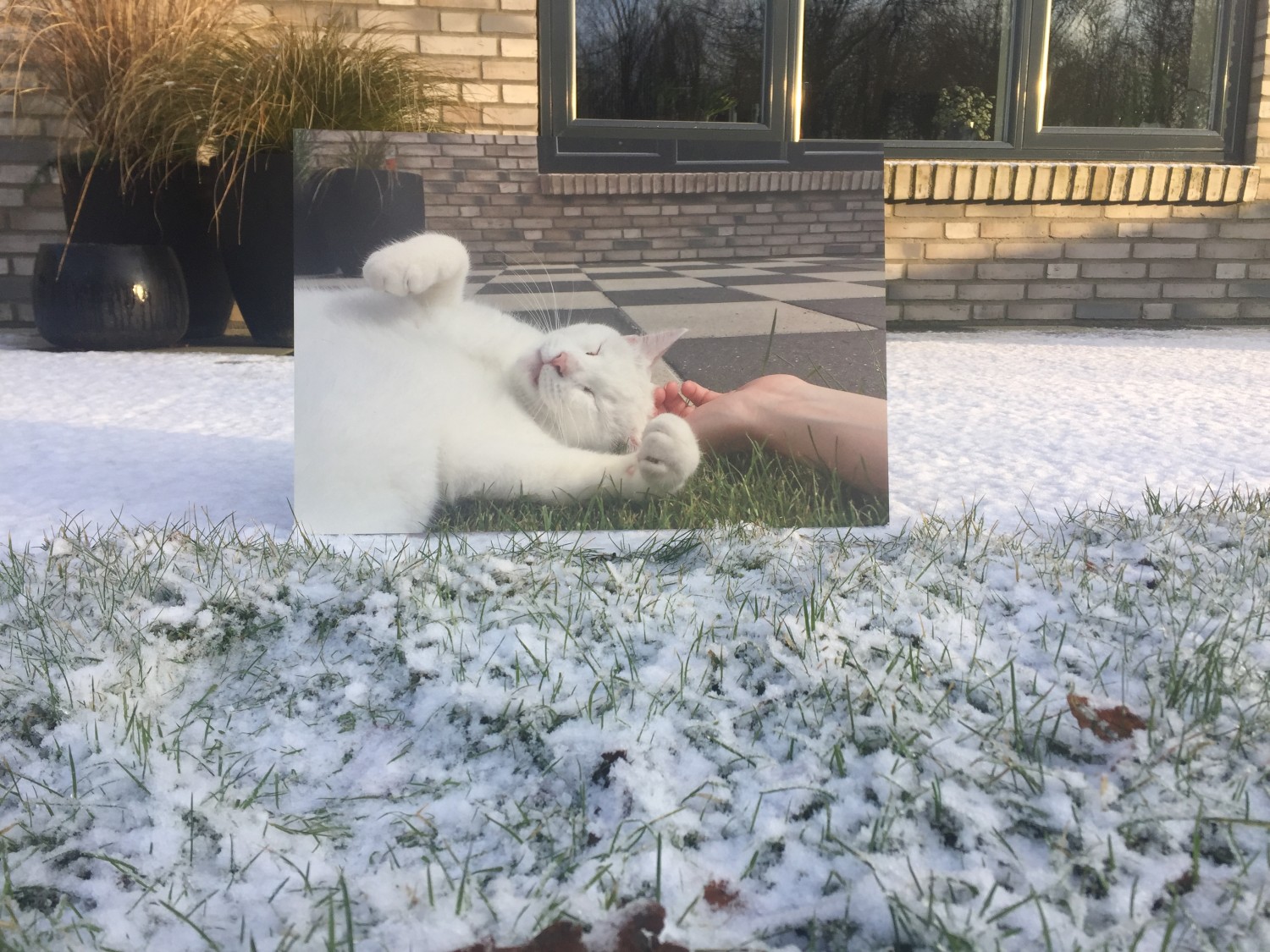 snowie print