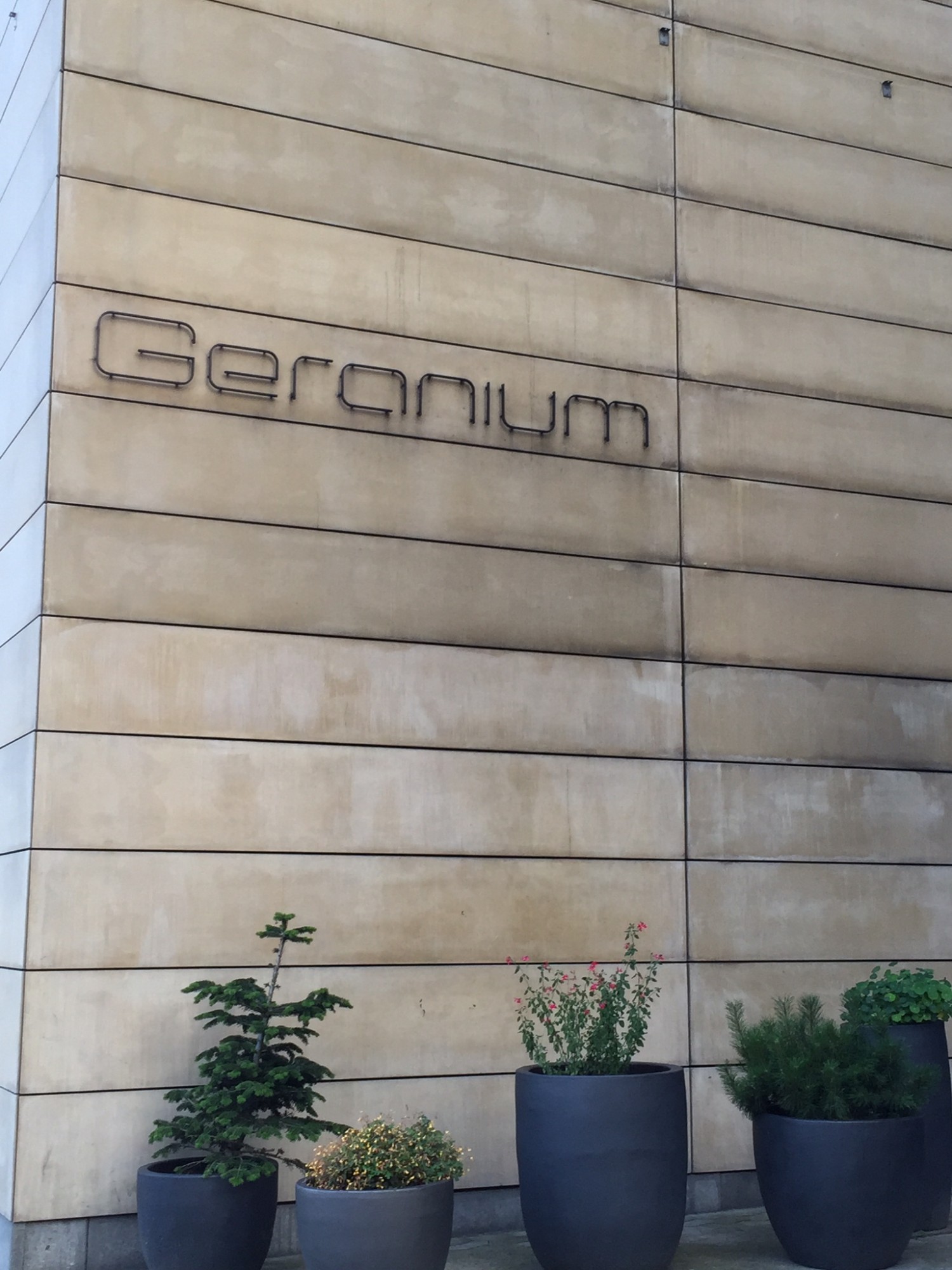 Geranium 