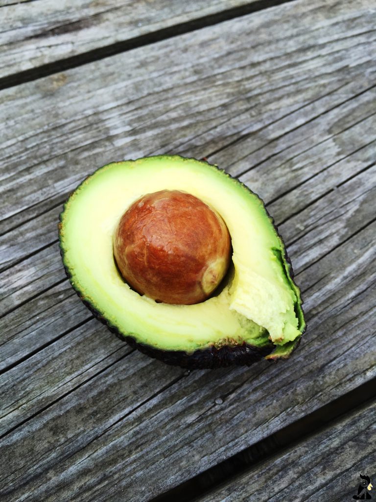 DIY – dyrker du din avocadoplante | DIY Chicken and Stilettos