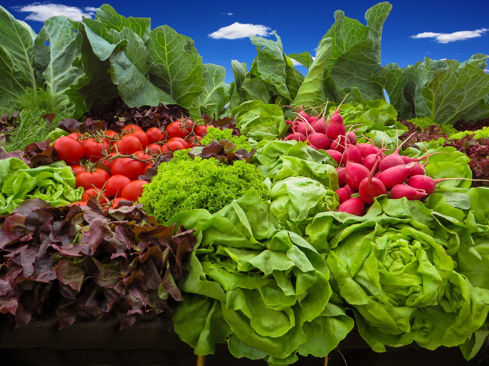 Sådan opbevarer Radiser og deres mange sundhedsmæssige fordele – I Love  Gardening | Herbal haven | haven