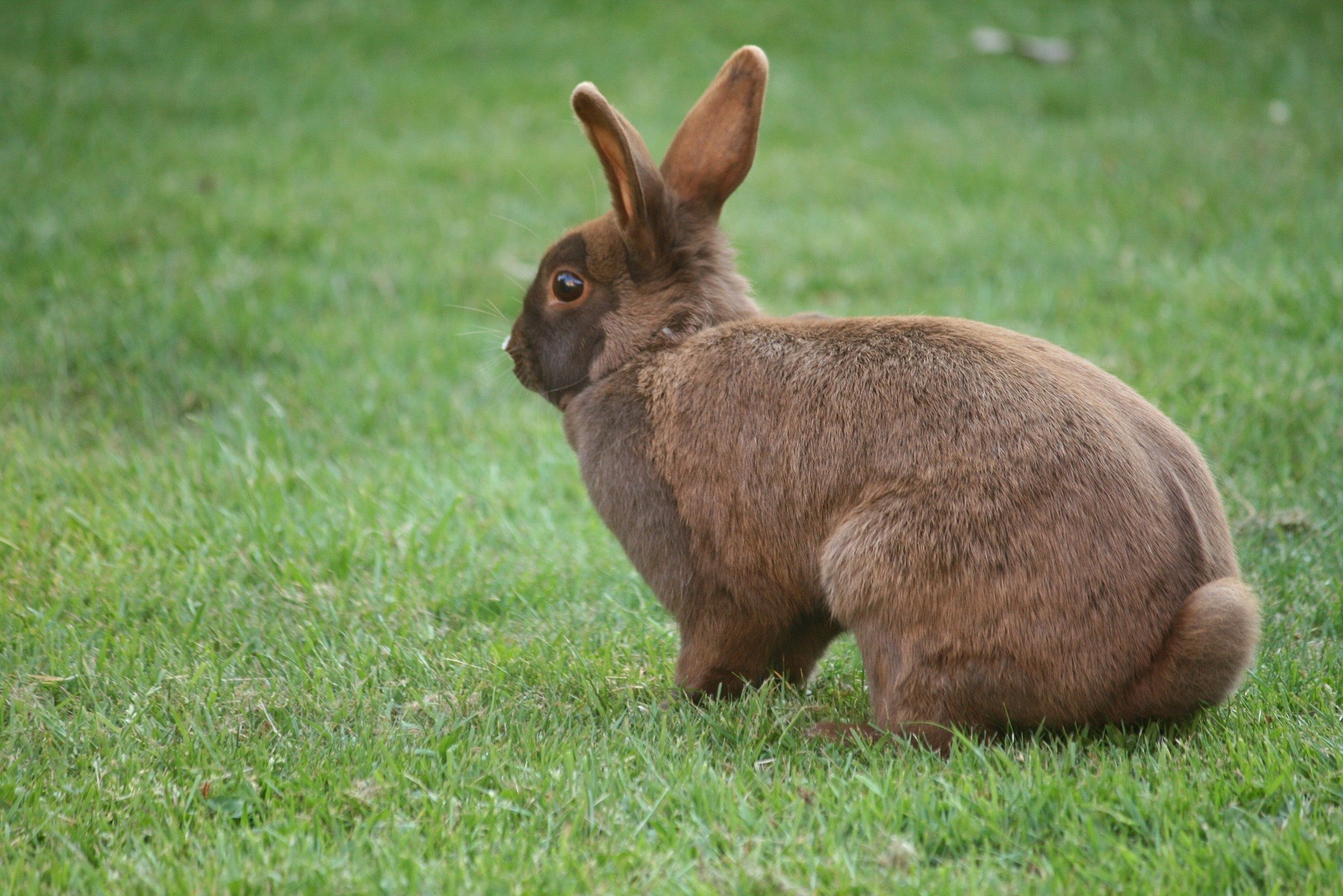Hvor højt kan Kaniner Hop og andre sjove – I Love Gardening | Have |