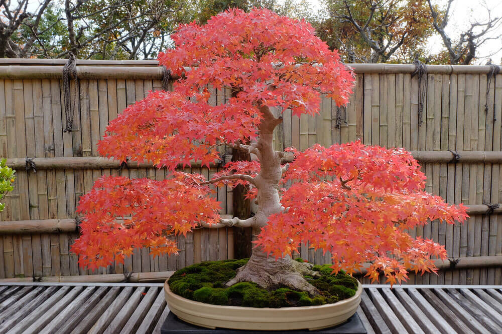 Japansk Ahorn Bonsai – I Love Gardening | Værktøj | haven