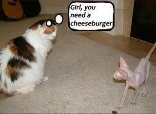 Cats cheeseburger