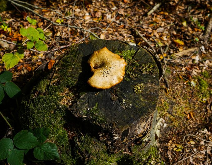 Efteraar_Skov_Svampe_Mushrooms_Forrest_Nature_Marina_Aagaard_blog_photo