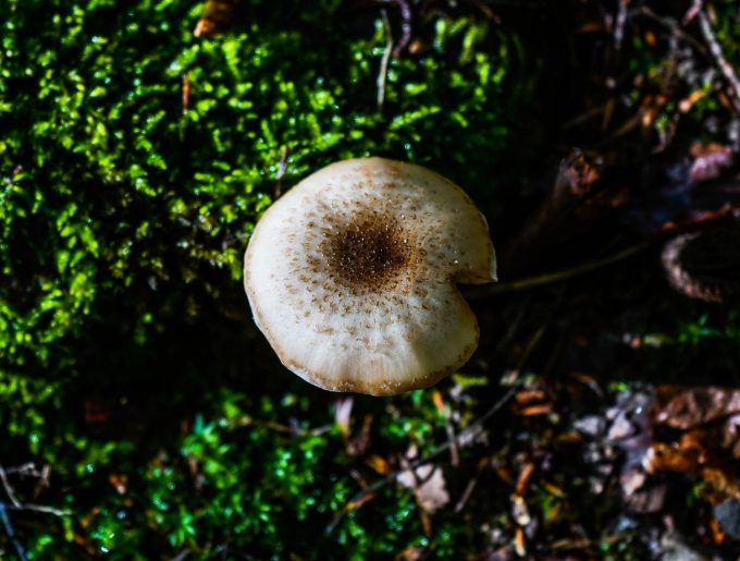 Efteraar_Skov_Svampe_Mushrooms_Forrest_Nature_Marina_Aagaard_blog_photo