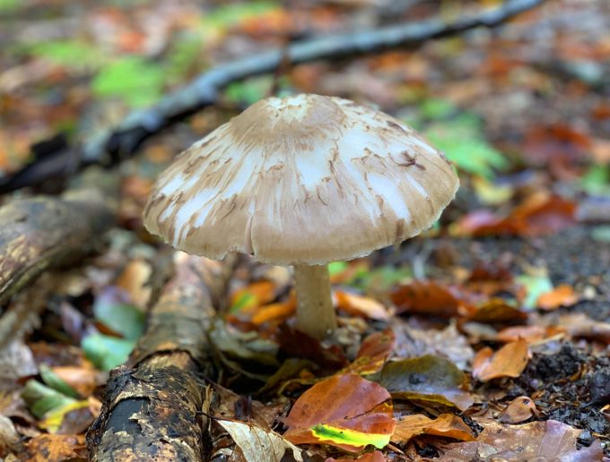 Ugen der gik 39 2019 efterår svampe foto