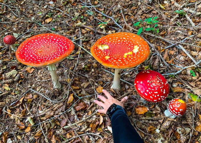 Vilde svampe Røde fluesvampe Marina Aagaard blog natur rejse