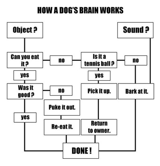 Flowdiagram for hundeejere Dog brain flowchart