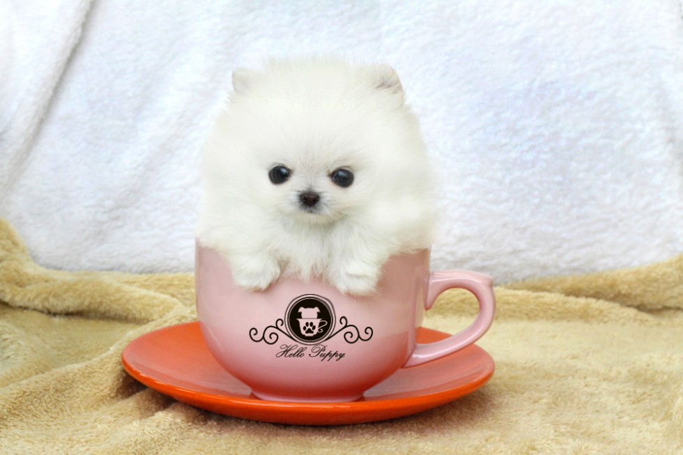 Jordens sødeste hund – Teacup Pomeranian! | Ingen kategori | Mias Verden