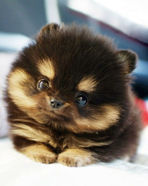 Jordens sødeste hund – Teacup Pomeranian! | Ingen kategori | Mias Verden