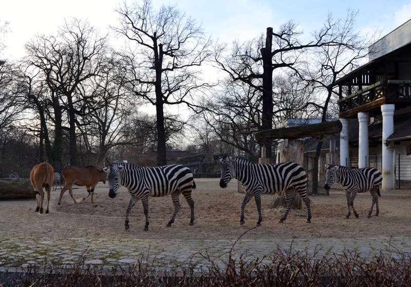 Berlin Zoo 9 - kulturformidleren.dk