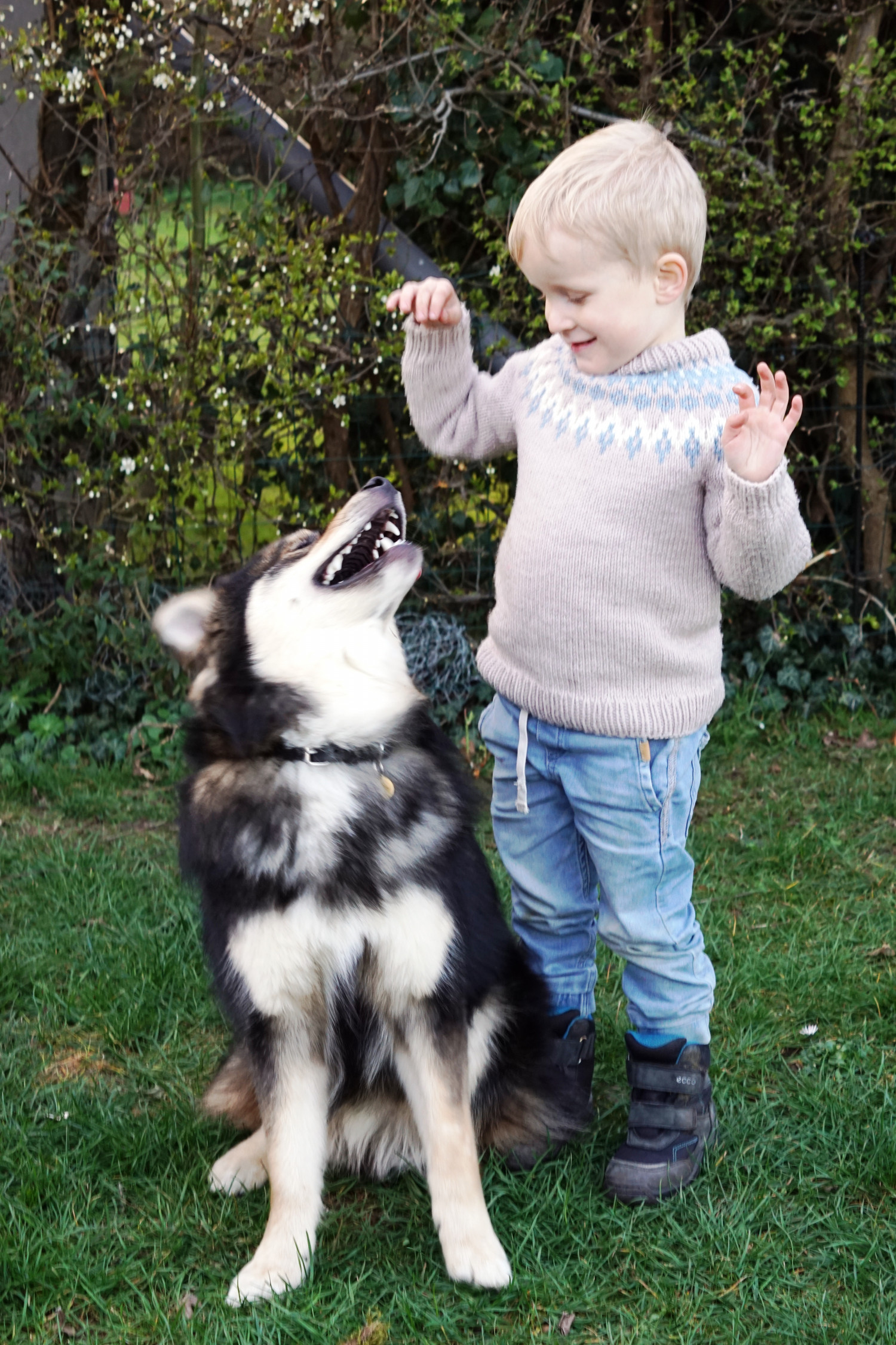 Barn og hund: Det du skal vide Familiens firebenede | Forstadsmor