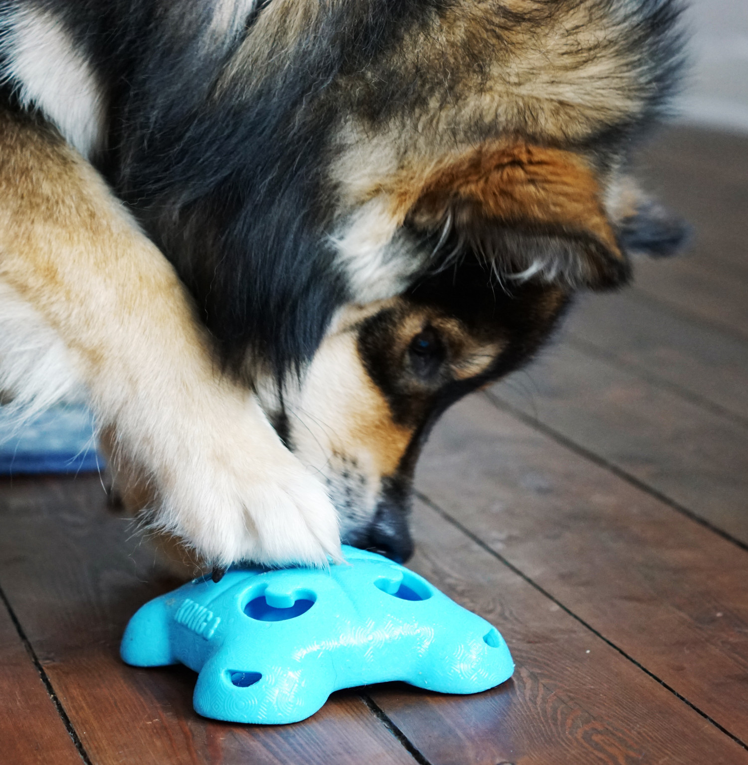 Det bedste aktivitetslegetøj til din hund | Familiens firebenede |  Forstadsmor