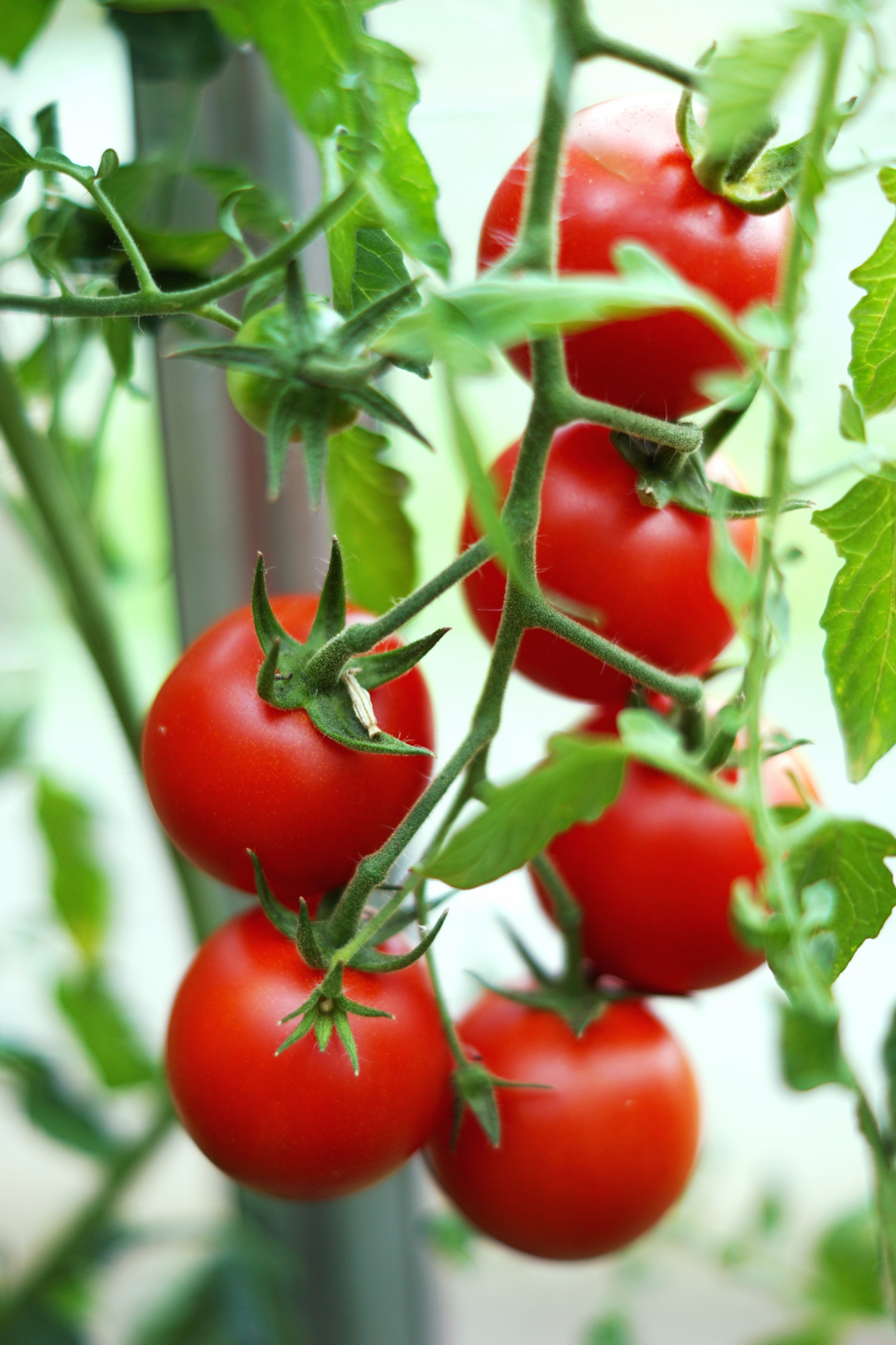 Forspiring og dyrkning af tomater (begynder introduktion) | Haven |  Forstadsmor