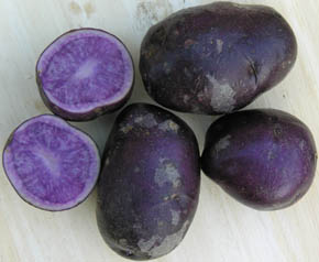 Kartoffel Blå Congo