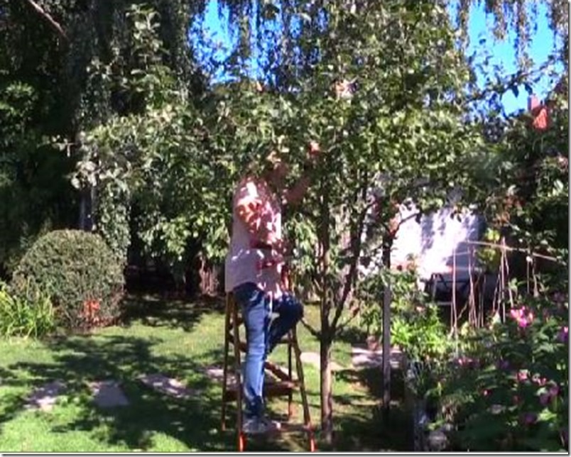 Kvistens haveskole sådan former du dit æbletræ Dorthe Kvist Meltdesignstudio