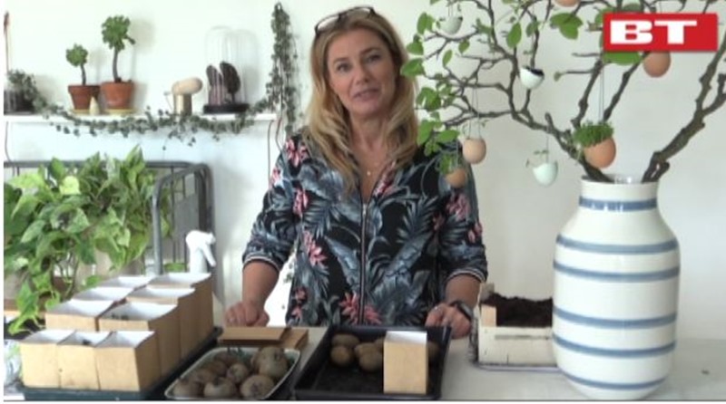 Kvistens haveskole, forspir dine kartofler Dorthe Kvist Meltdesignstudio