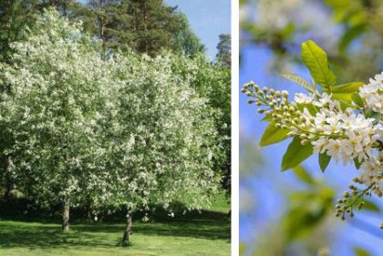 Arbor day::: 5 smukke forårsblomstrende træer | Udenfor kategori | Dorthe  Kvist