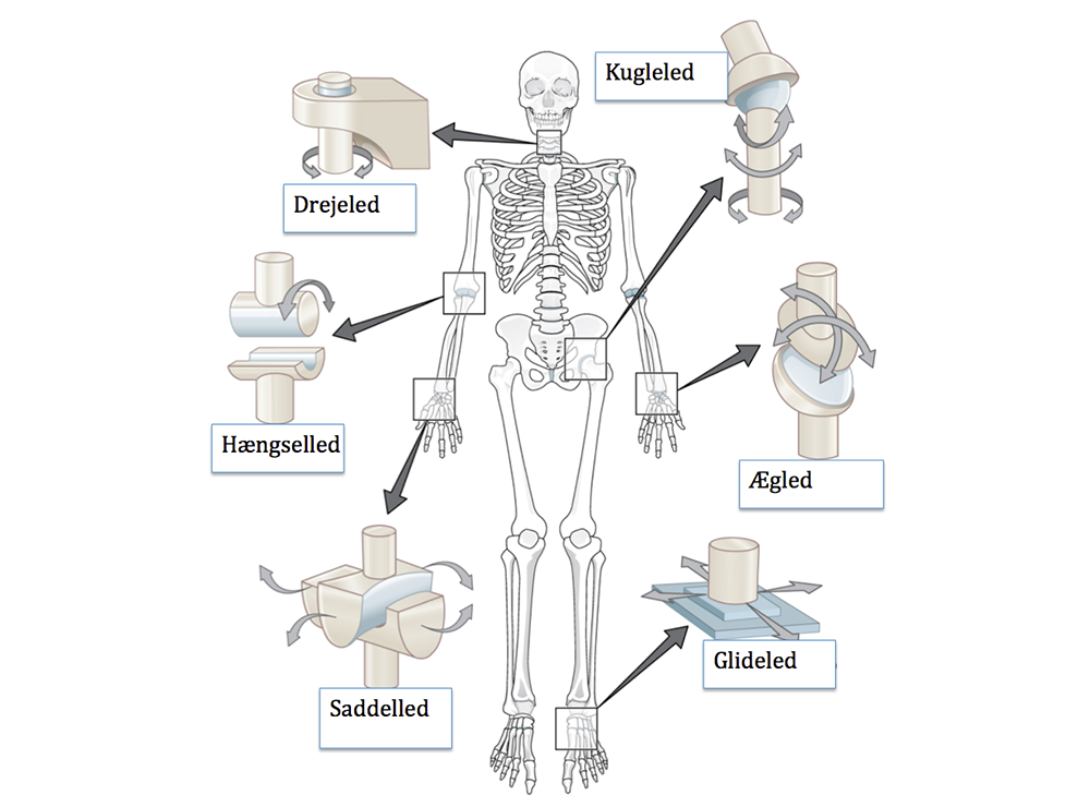 Anatomi | eiasblog
