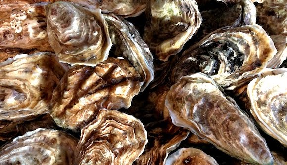 oesters1