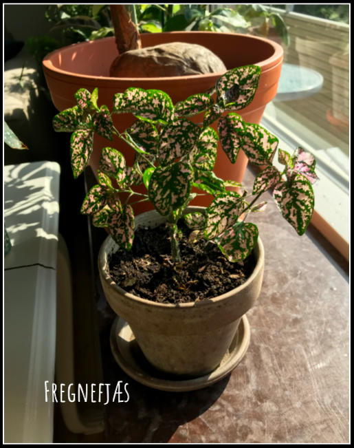 Fregnefjæs – Hypoestes phyllostachya | Mit | plantulie
