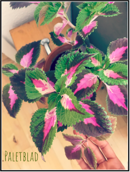 Paletblad – Coleus blumei | Mit planterige | plantulie